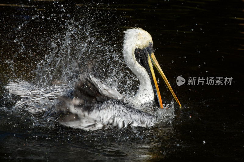 智利鹈鹕(pelelecanus thagus)